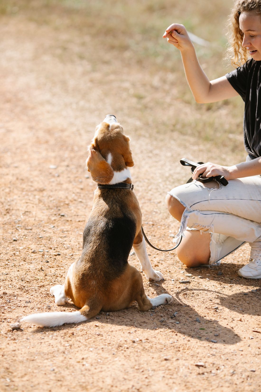 Kadın dışarıda oturan Beagle köpeğini ödülle eğitiyor