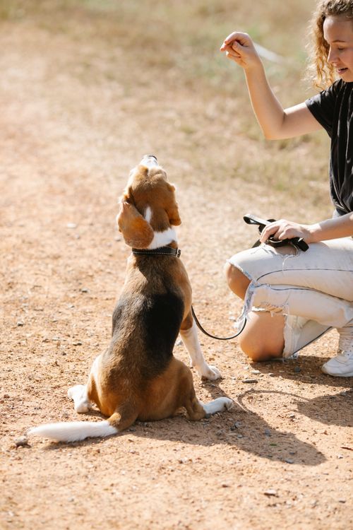 Trainer rewarding a beagle during a training assessment