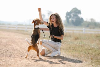 Full body optimistic young female with curly hair smiling and teaching Beagle dog beg command on sunny summer day in countryside