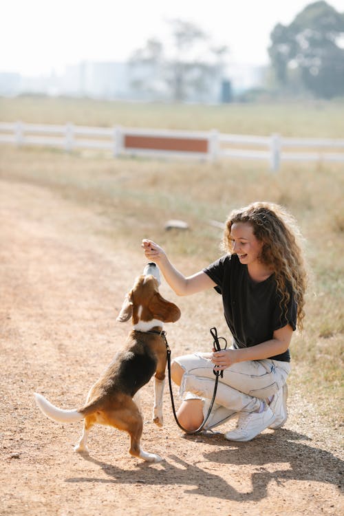 Full body young female smiling and giving snack to obedient Beagle dog during training on countryside road on sunny day