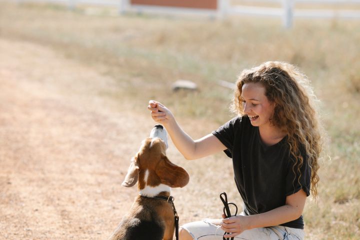 Tutora sorrindo e dando petisco para um beagle durante o treino
