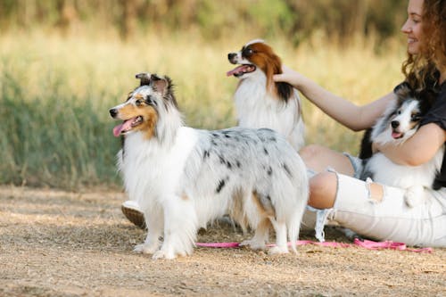 Free Fluffy dogs near female owner in countryside Stock Photo