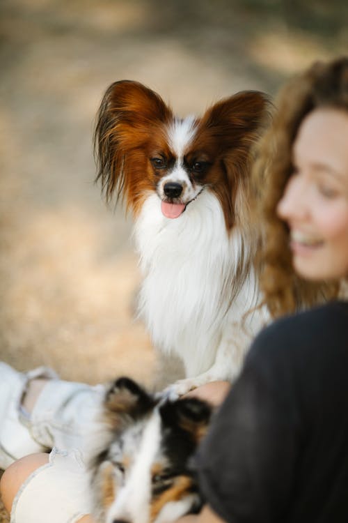 Free Soft focus of cute Papillon dog with tongue out resting near young woman with Shetland Sheepdog in summer in countryside Stock Photo