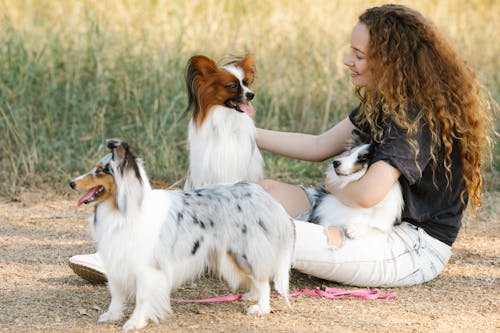 sheltie, 一起, 休息 的 免費圖庫相片