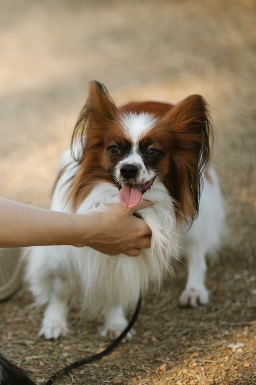 Hand Holding Dog