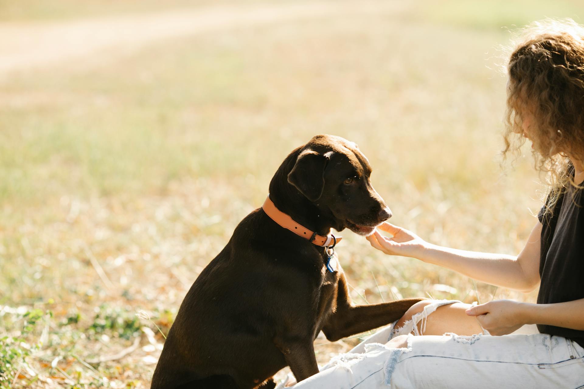 Porträtt av en kvinna och hennes labradorhund utomhus