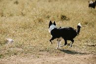 Black and White Border Collie Running on Brown Field