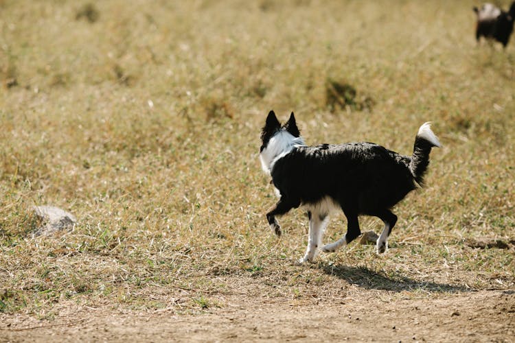 Dog Running On Grass