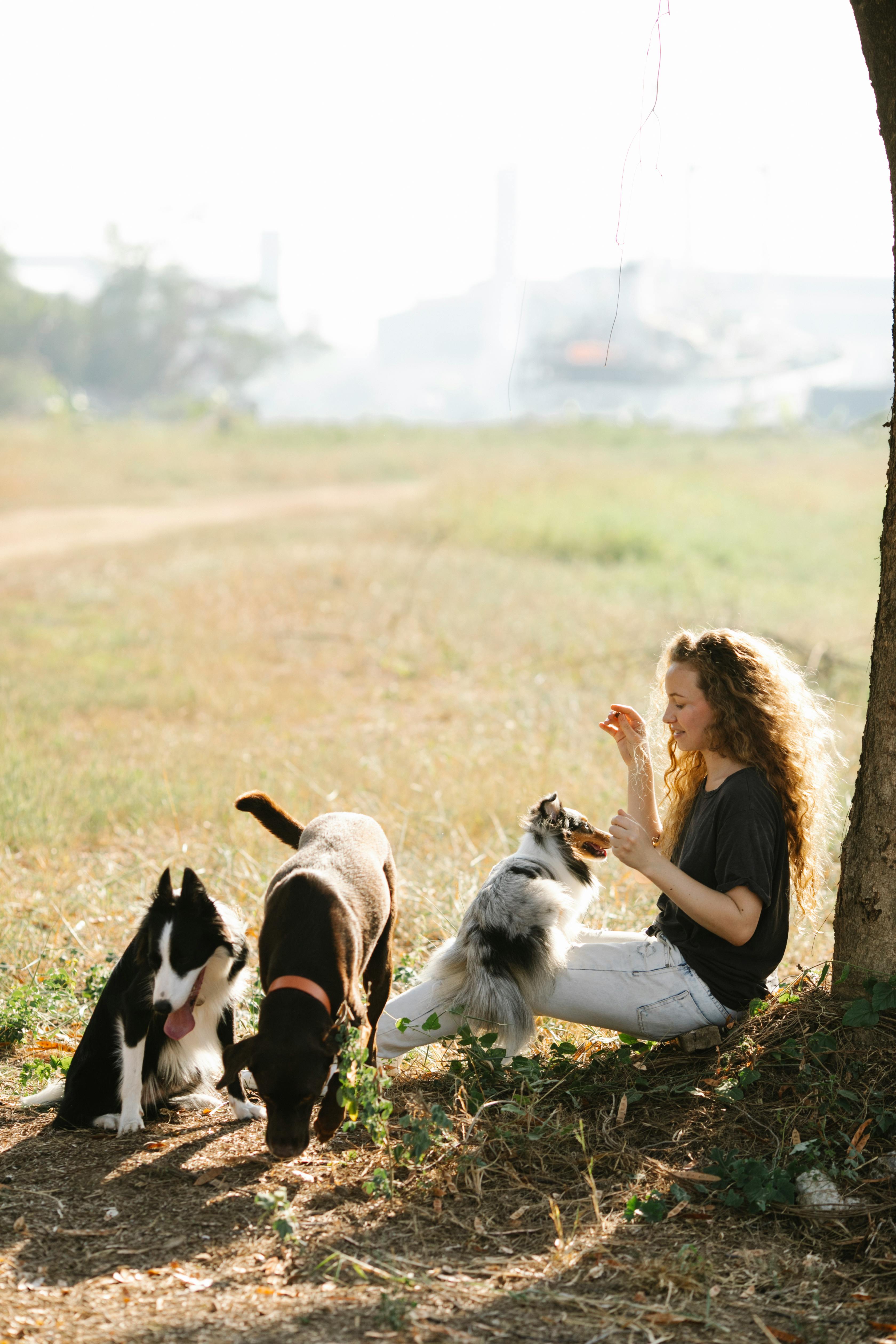 girl playing with three dogs outdoors