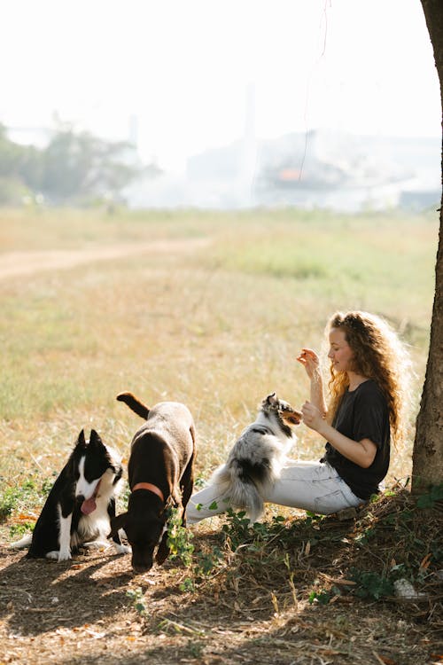 국내 개, 귀여운, 놀이의 무료 스톡 사진