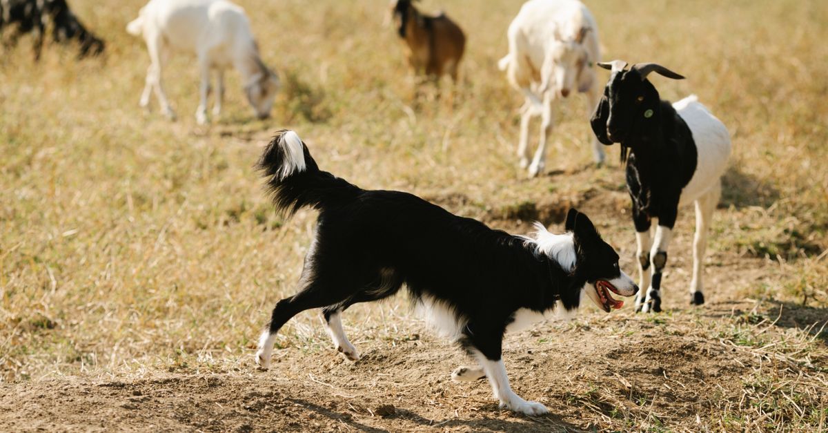 Goats Running in Field · Free Stock Photo