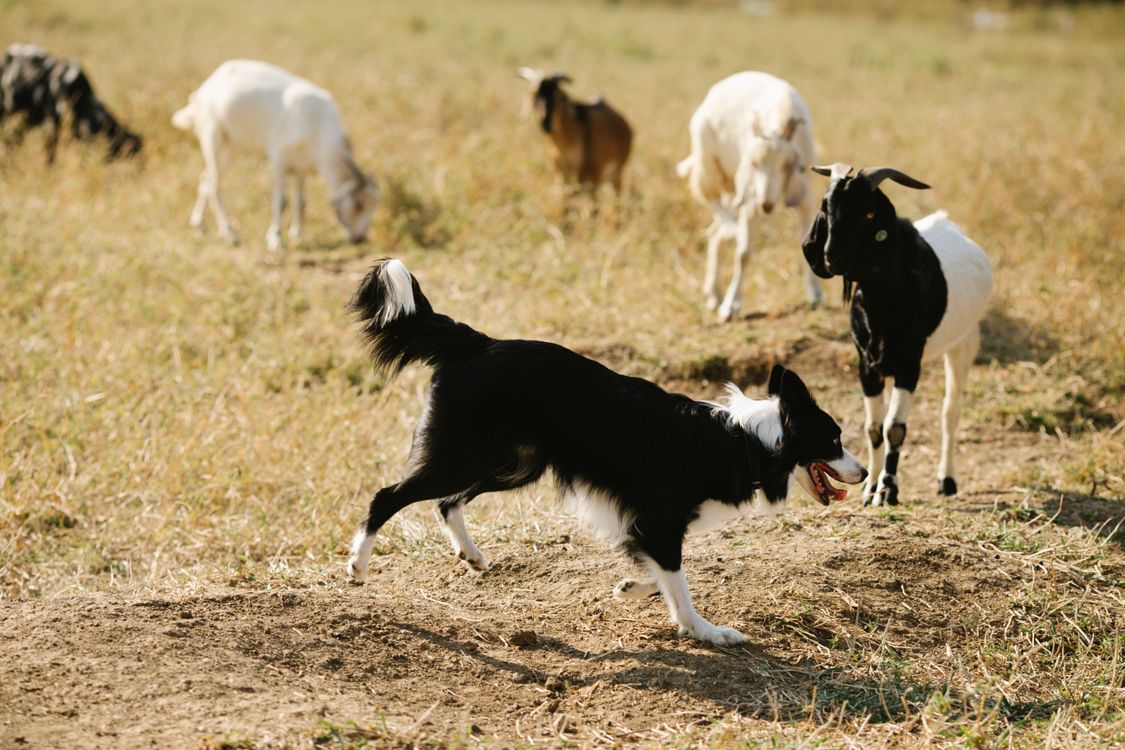 Goats Running in Field · Free Stock Photo