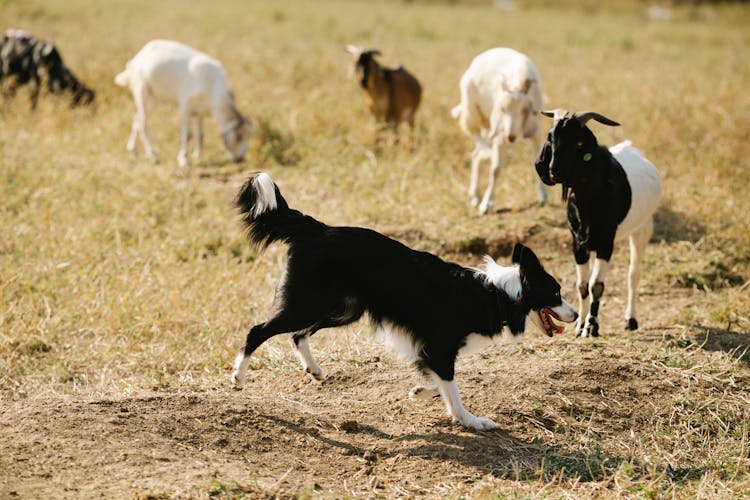 Goats Running In Field