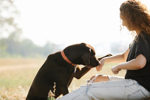 Imagine de stoc gratuită din animal de casă, câine, câmp