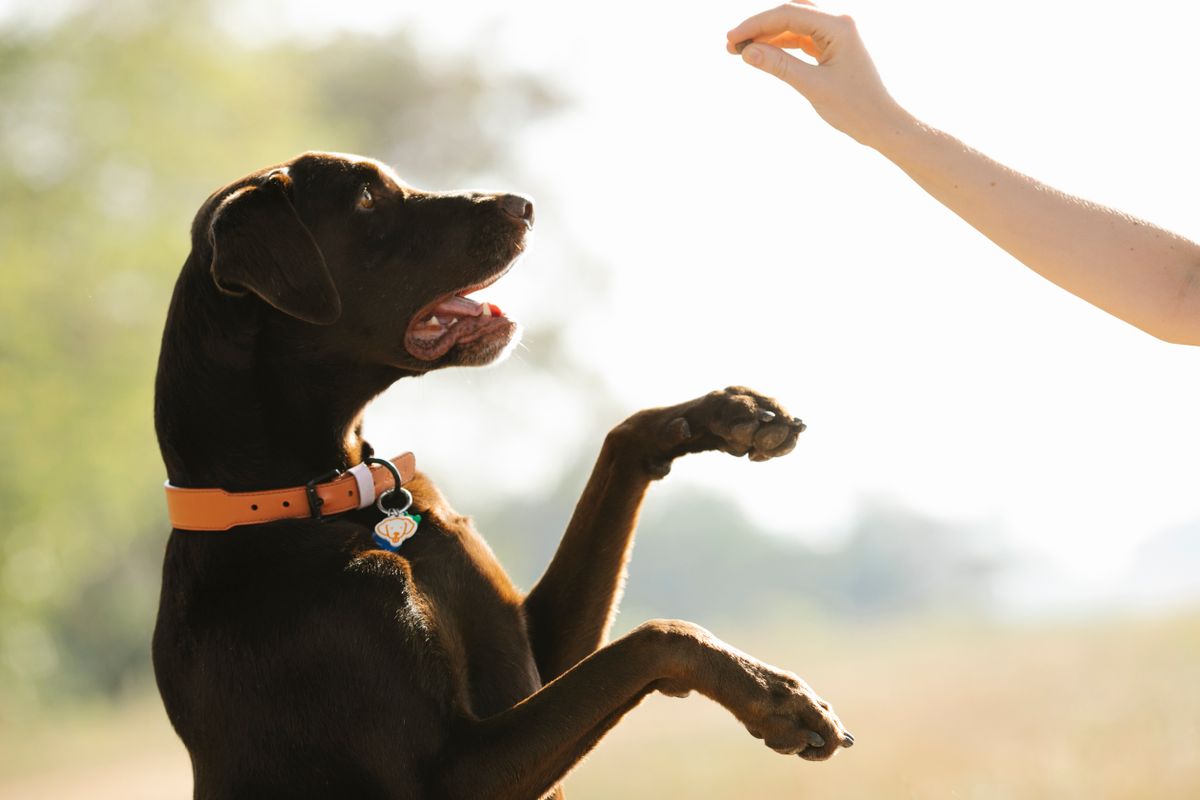 What to Bring to a Private Dog Field Session