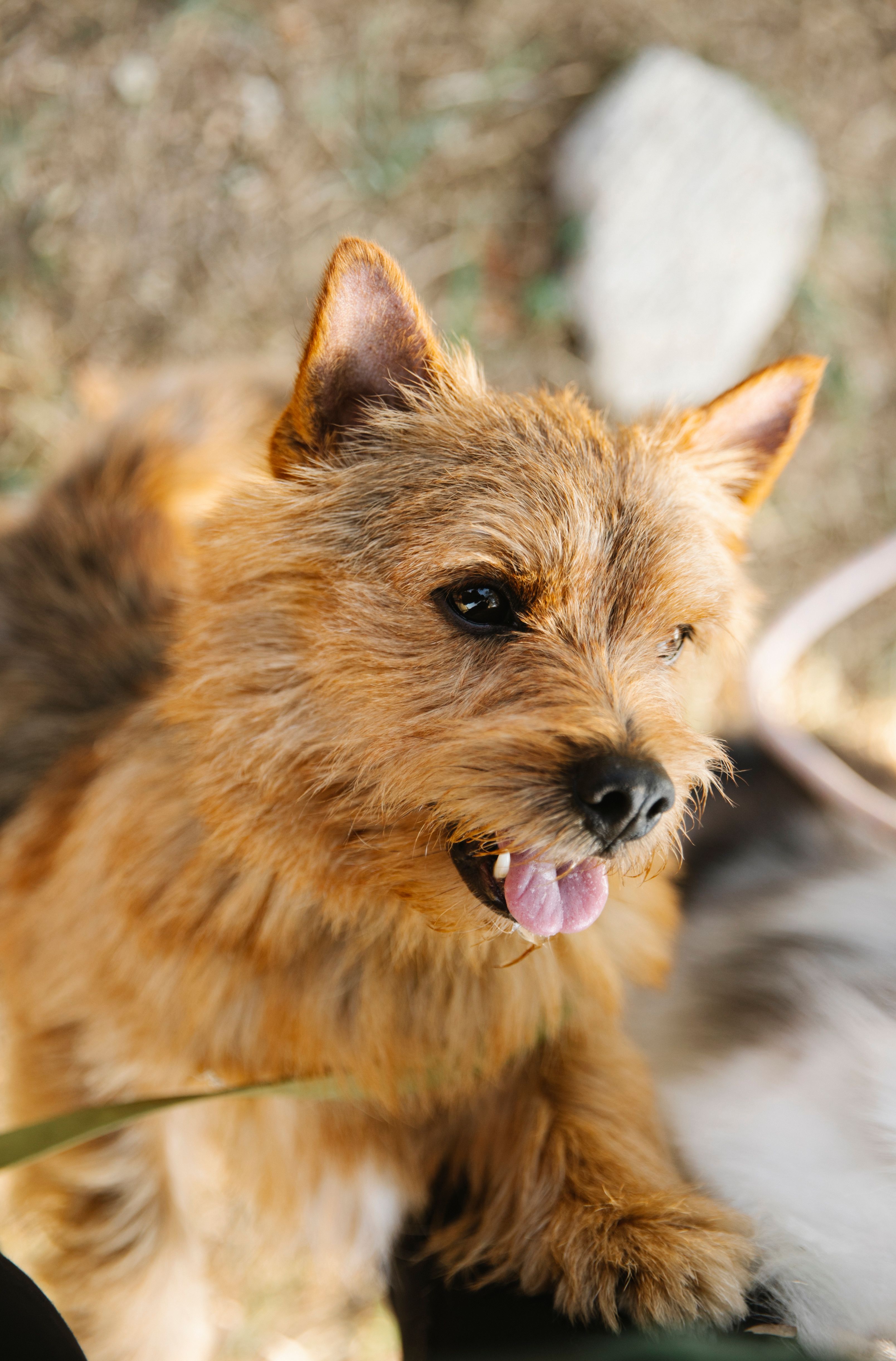 Close-up of a Norwich Terrier dog outdoors, photo on Pexels