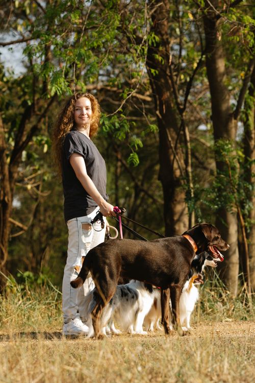 Free A smiling woman walks multiple dogs on leashes through a sunlit forest path, embracing nature. Stock Photo