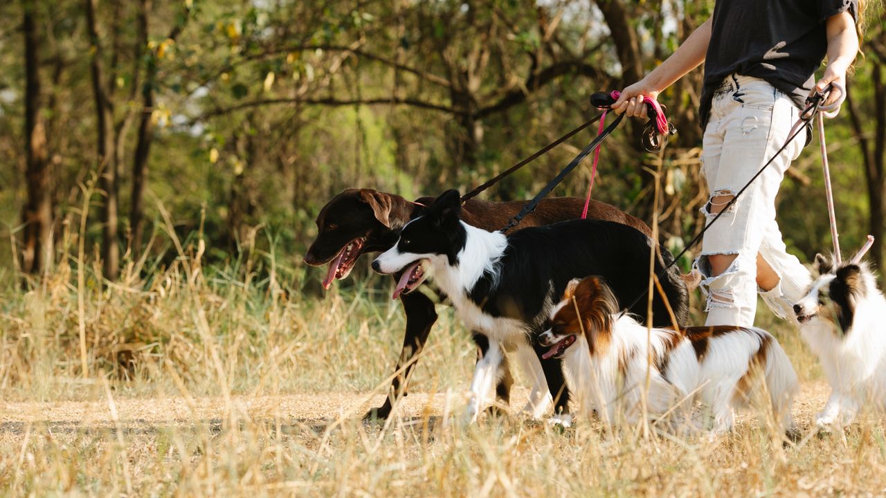 Happy Paws Dog Walking – Pet Care
