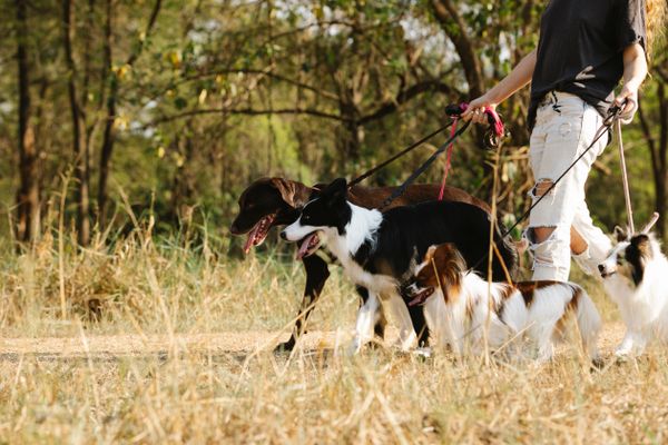 Güneşli parkta köpek yürüyüşü