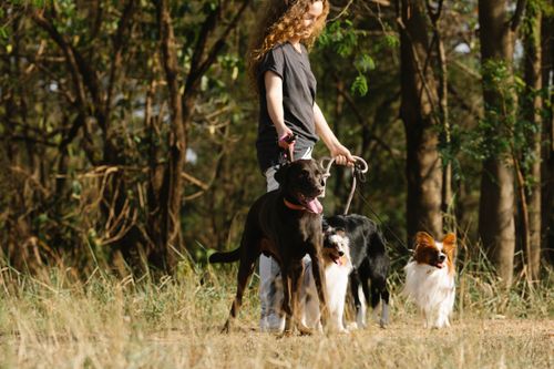 Free A woman walks several dogs along a sunlit forest path, surrounded by trees. Stock Photo