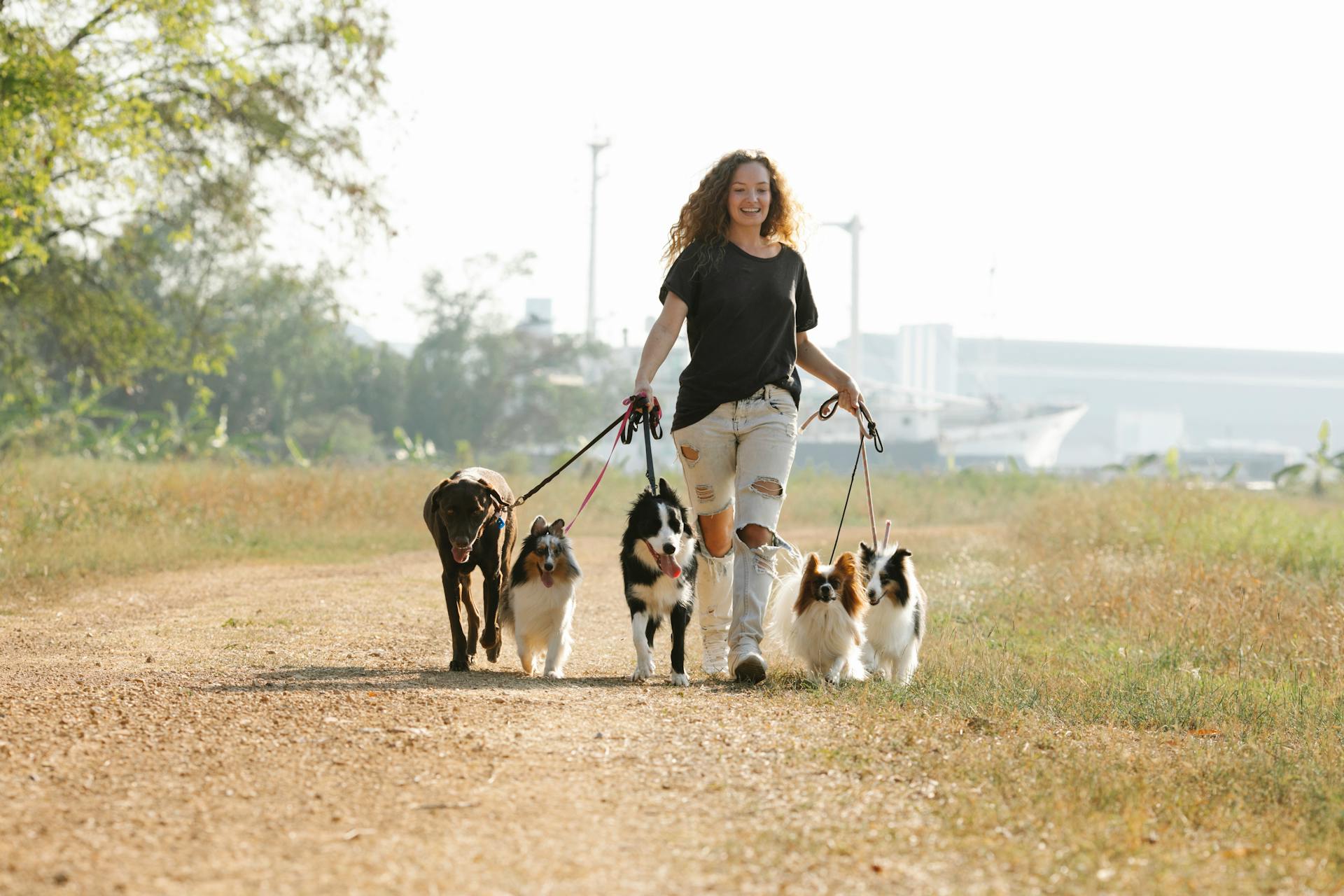 A Woman Walking a Group of Dogs