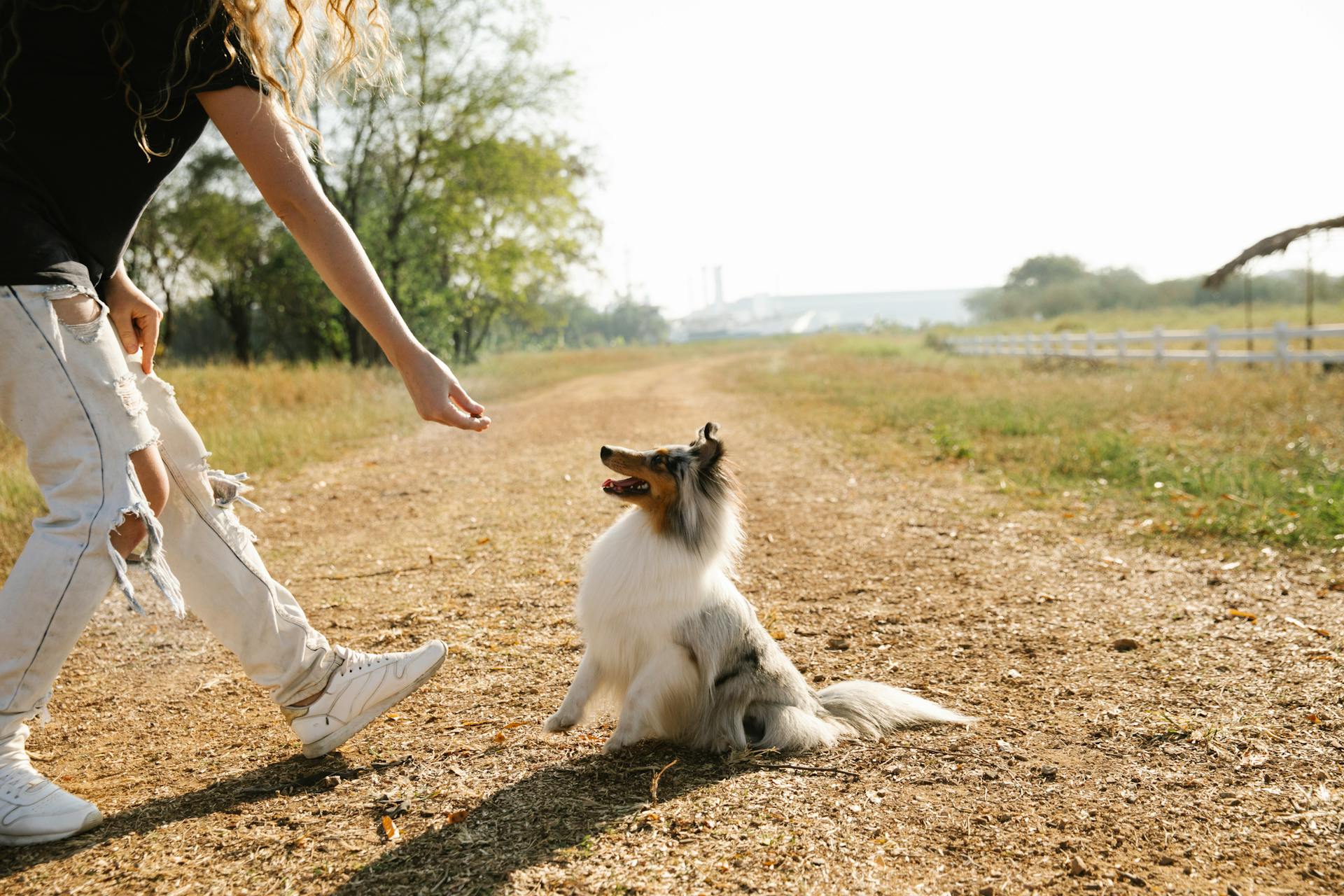 Crop woman taming Collie on pathway in countryside