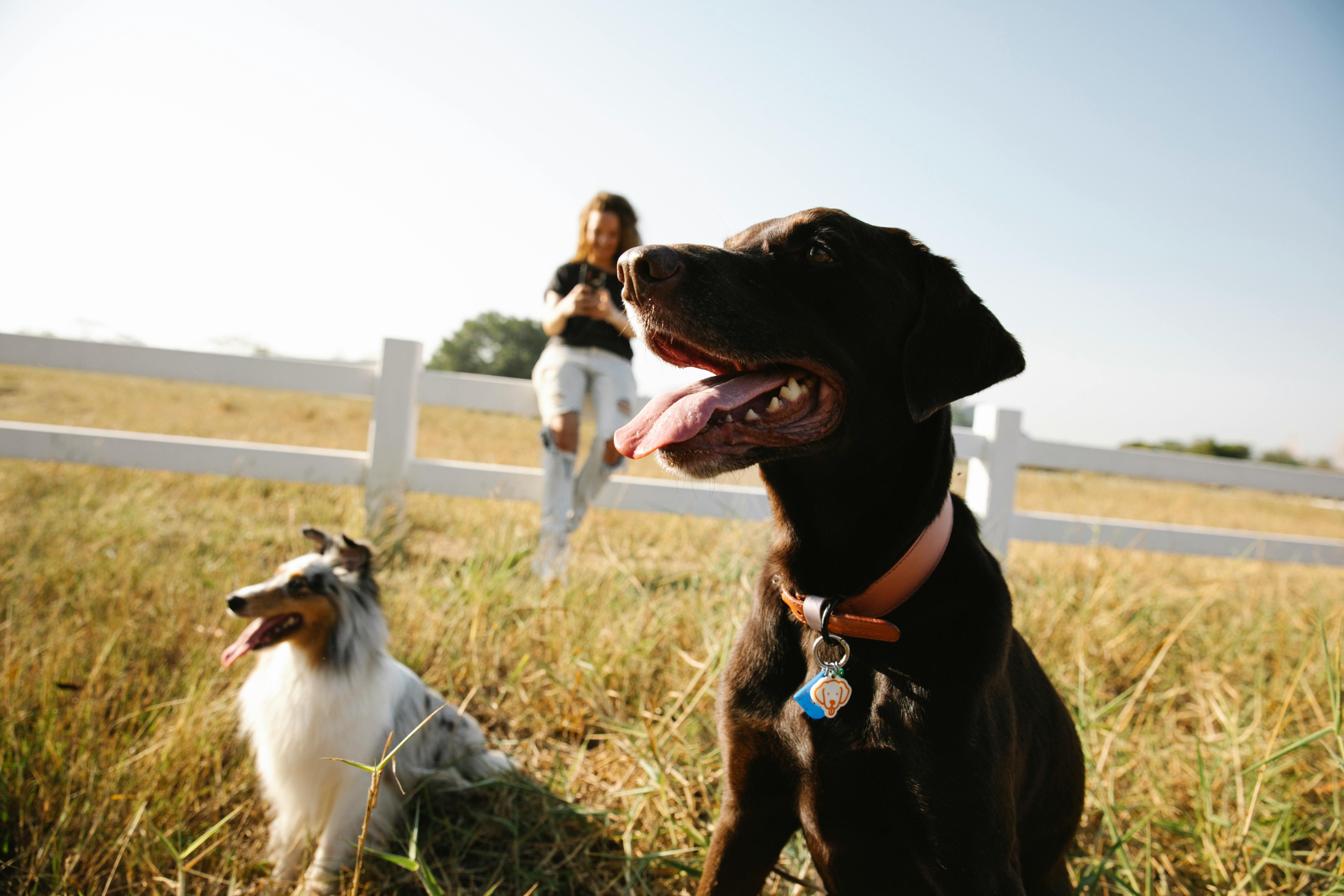 labrador retriever with collie against owner in countryside