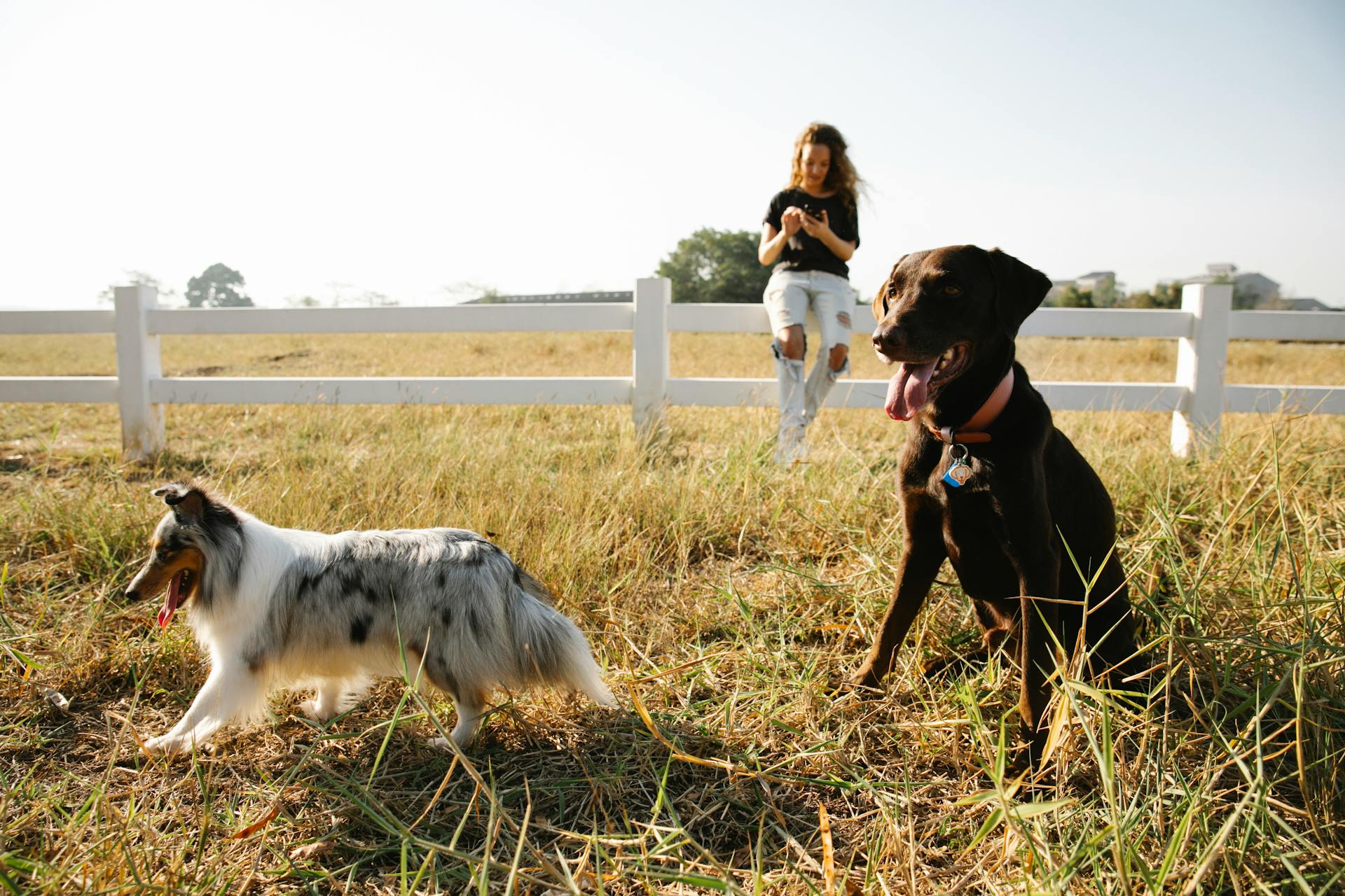 Collie and Labrador against woman chatting on smartphone in countryside