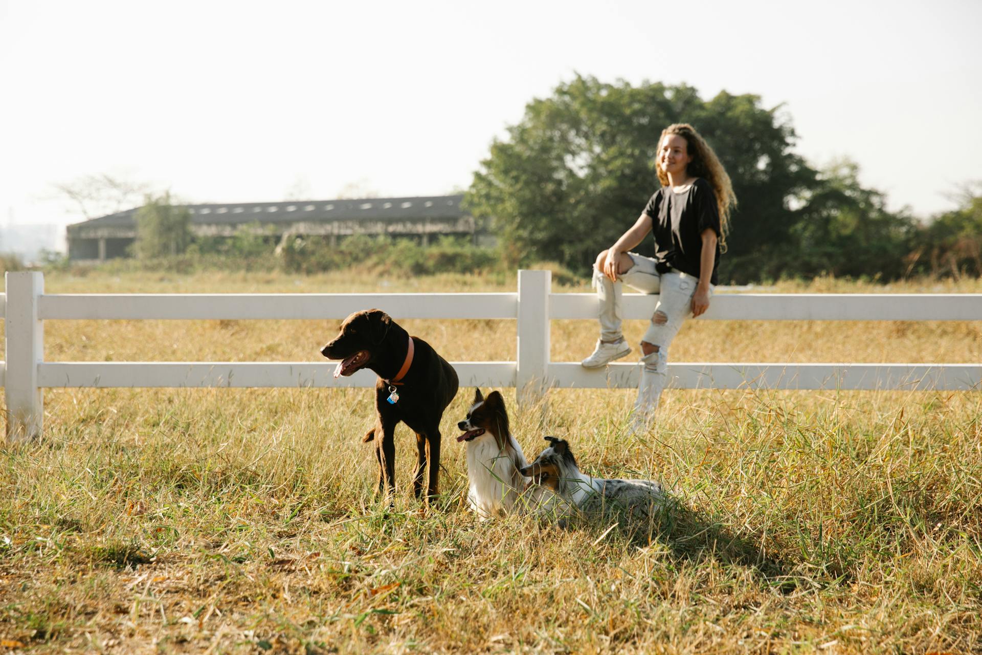 Cheerful adult woman resting on fence against purebred dogs with tongues out on lawn in sunlight