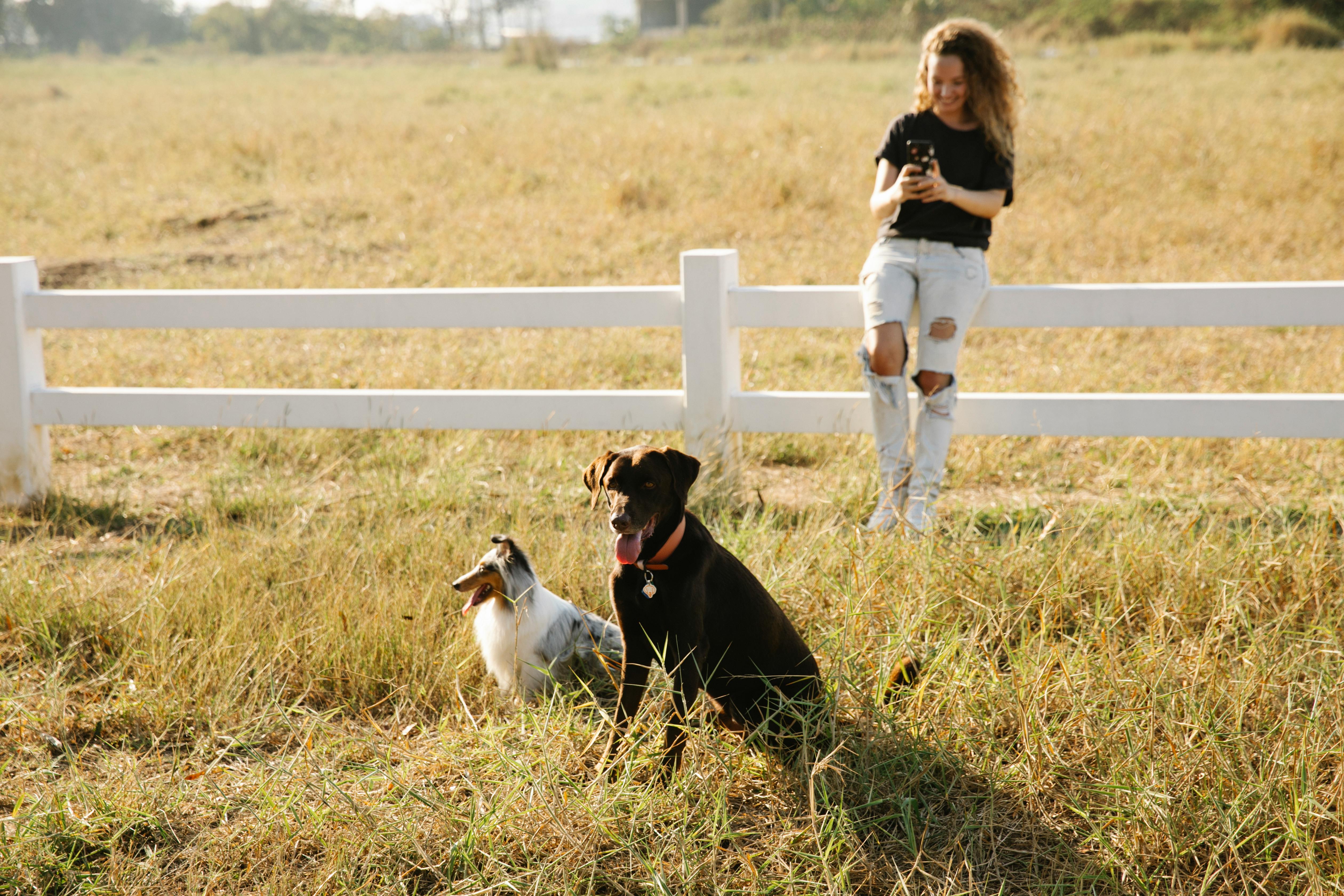 cheerful woman chatting on smartphone against dogs in countryside field