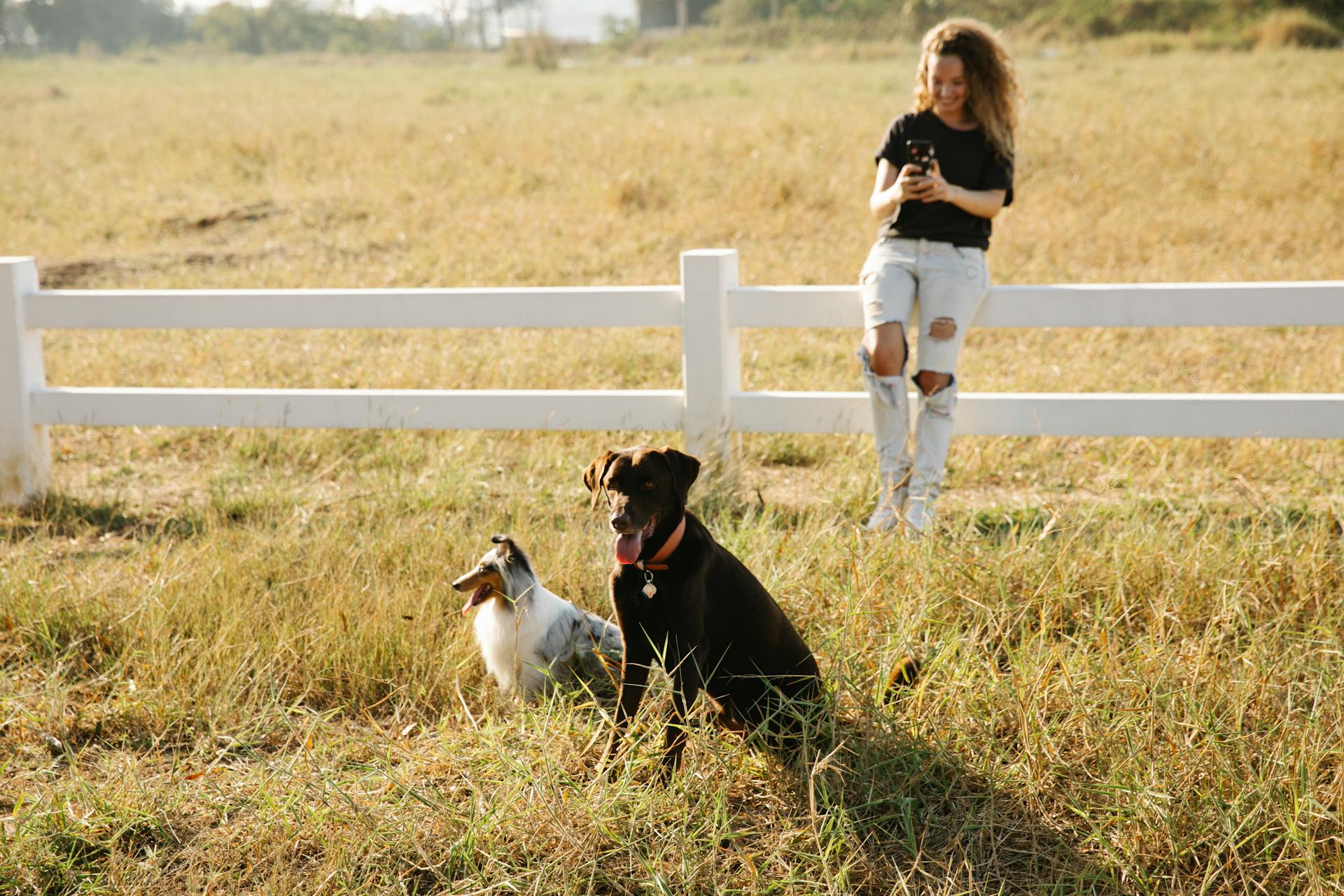 Content female browsing internet on cellphone while sitting on fence against Collie and Labrador with tongues out on meadow