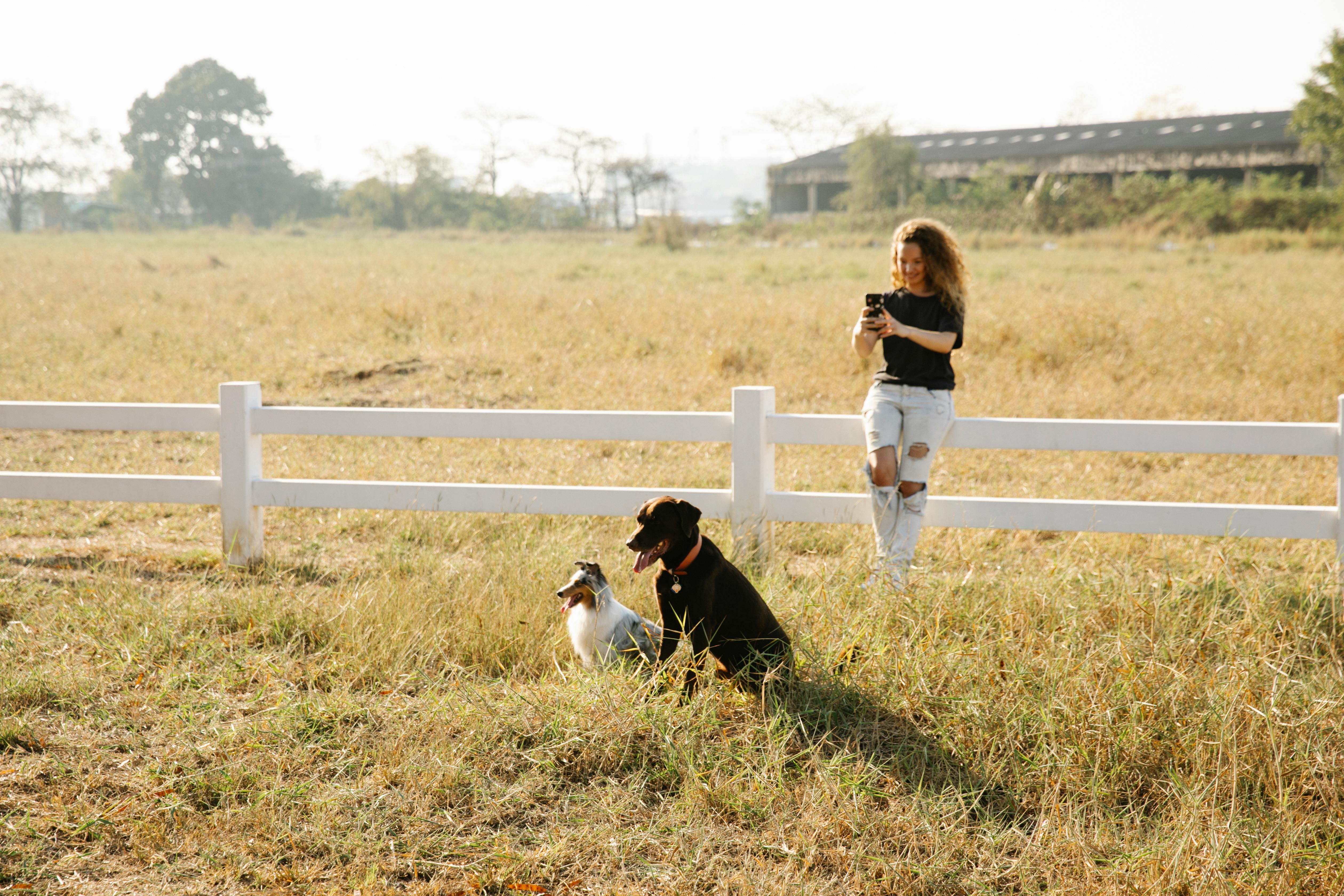 Full body content female in casual clothes taking pictures of obedient cute Border Collie and Labrador Retriever dogs sitting in farmland enclosure