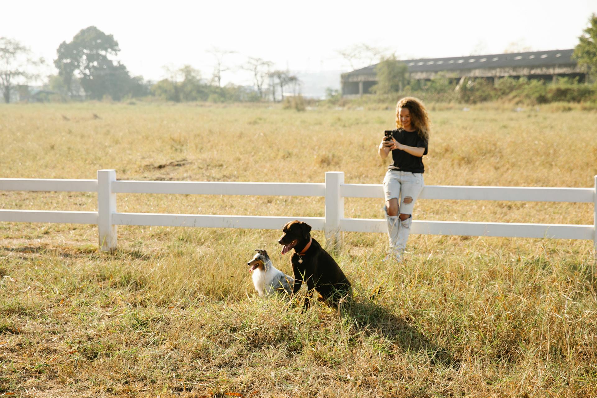 Full body content female in casual clothes taking pictures of obedient cute Border Collie and Labrador Retriever dogs sitting in farmland enclosure