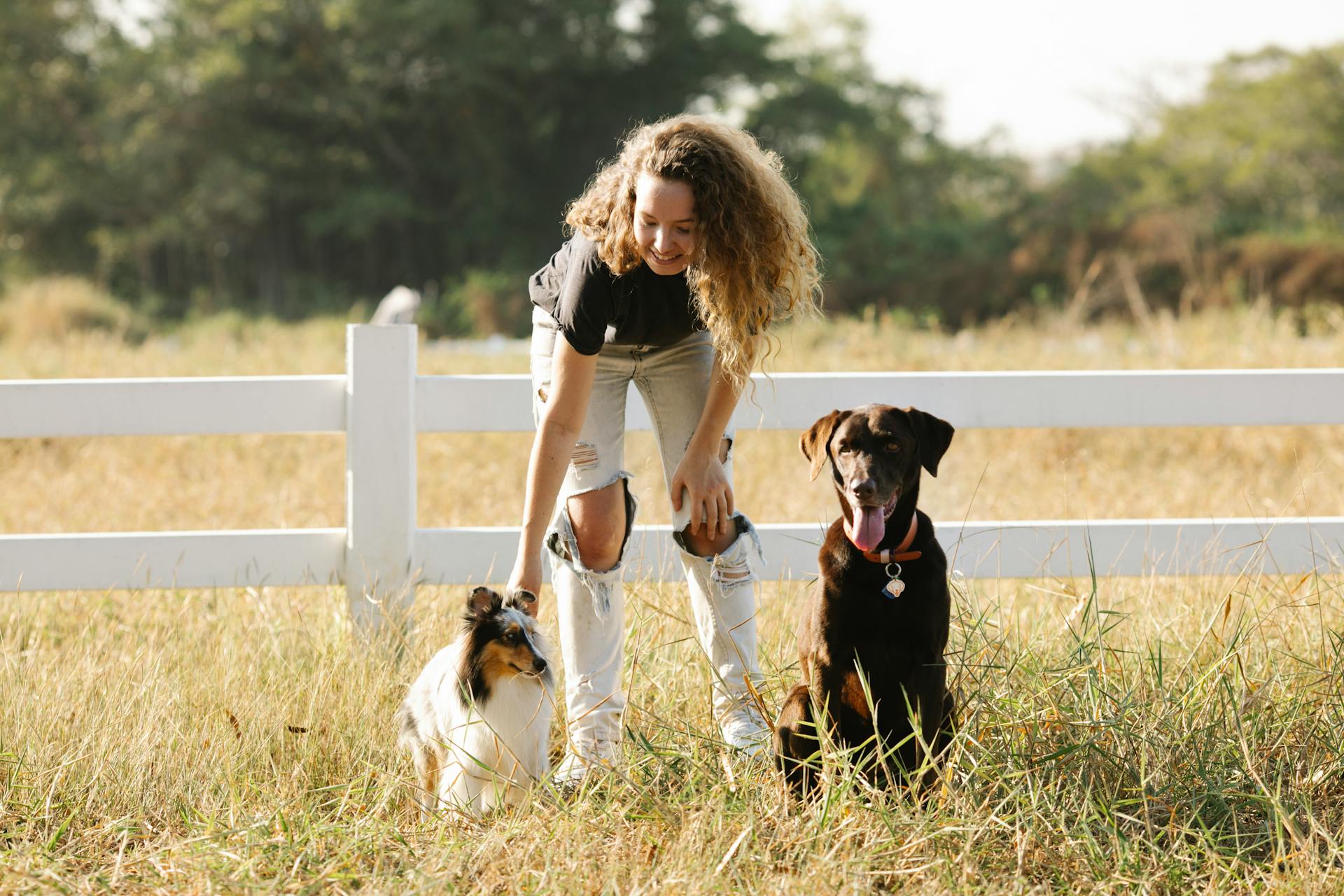 Smiling woman stroking adorable dogs in countryside enclosure