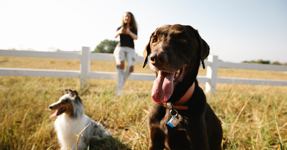 Adorable playful Border Collie and Labrador dogs sitting on grassy lawn in enclosure near blurred female owner taking pictures on smartphone
