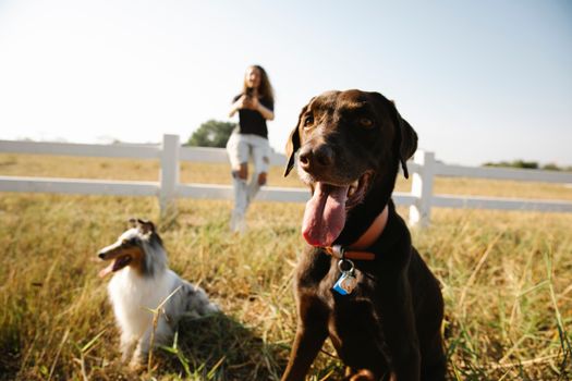 Adorable playful Border Collie and Labrador dogs sitting on grassy lawn in enclosure near blurred female owner taking pictures on smartphone