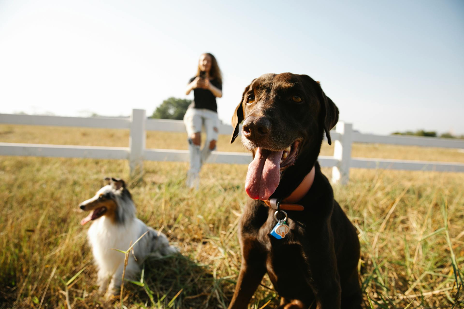 Adorable playful Border Collie and Labrador dogs sitting on grassy lawn in enclosure near blurred female owner taking pictures on smartphone