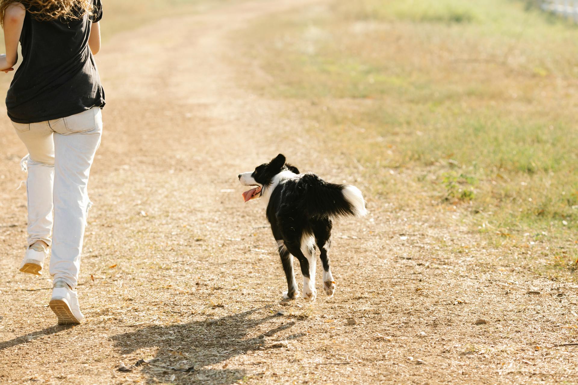 Back view anonymous female in casual clothes and adorable fluffy Border Collie dog running together along rural path in sunny countryside