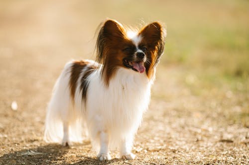 Free Cute fluffy Papillon dog standing in countryside Stock Photo