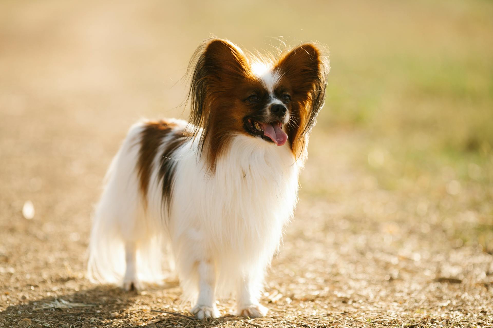 Cute fluffy Papillon dog standing in countryside