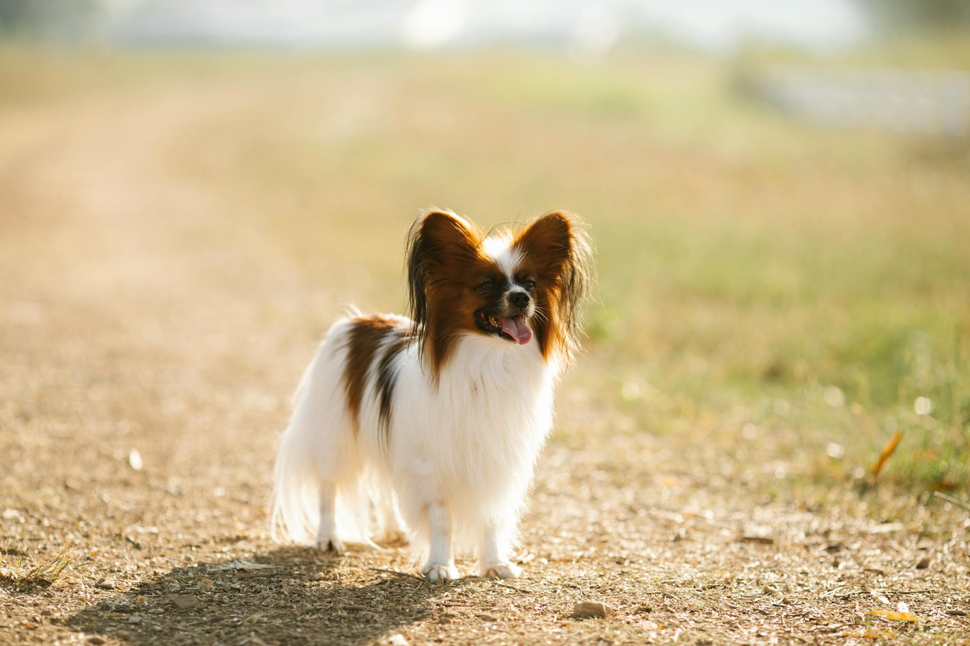 Full body cute young Papillon dog standing with tongue out standing on rural route in sunny summer countryside and looking away with interest