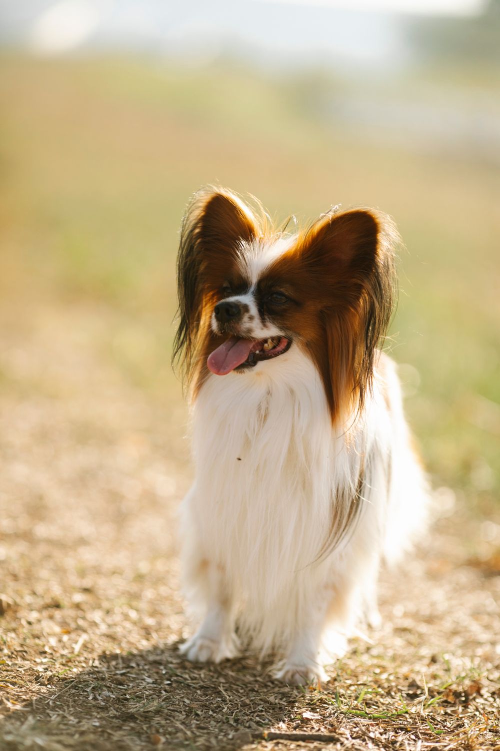 Papillon, photo 5