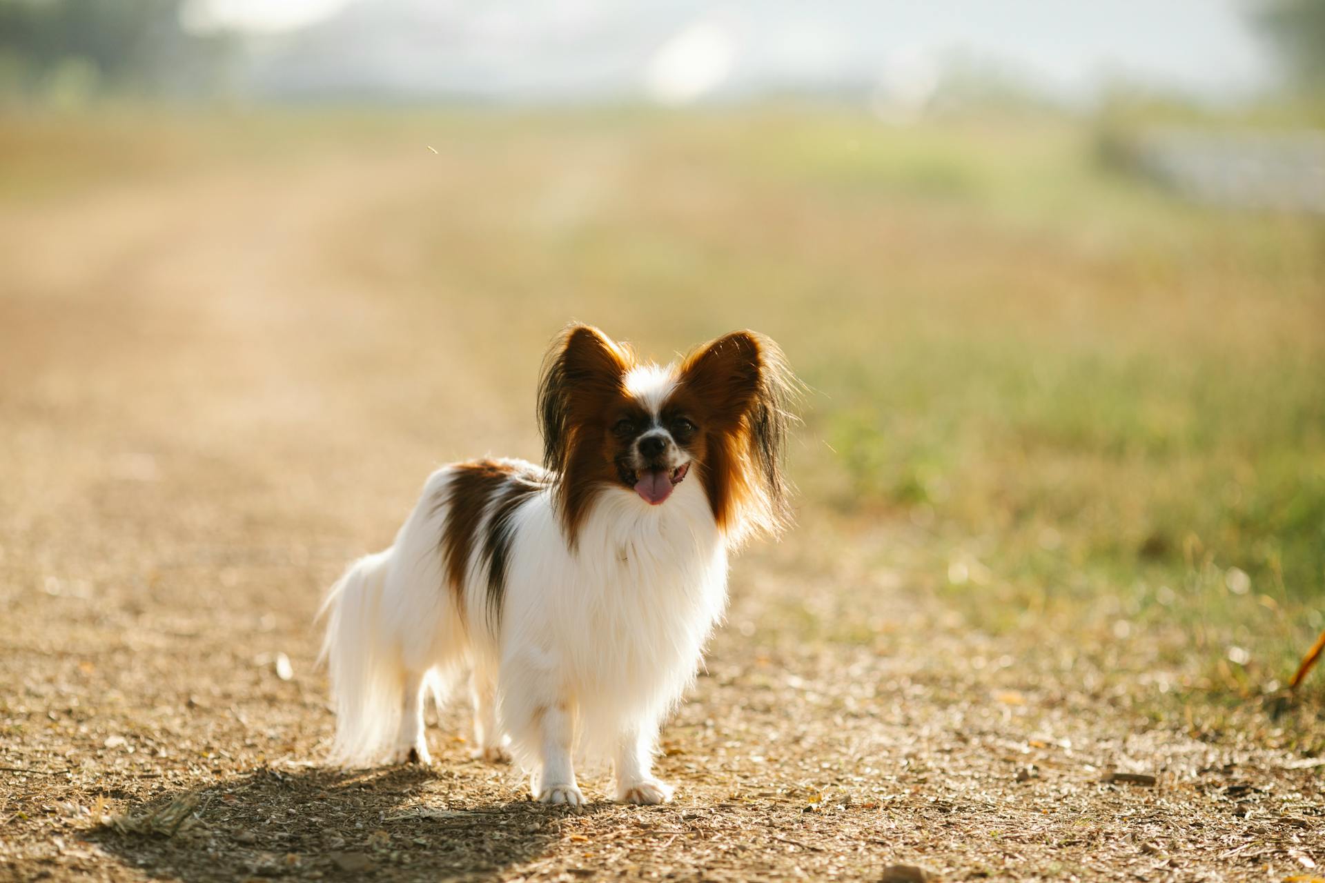 Fullkroppslig lycklig söt Papillon hund med fluffig vit och brun päls står med tungan ut på landsvägen i solig landsbygd och tittar bort med nyfikenhet