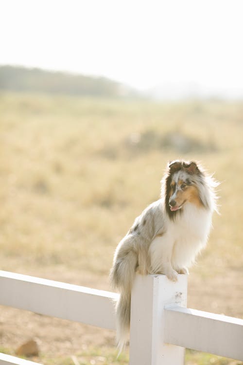 Young Rough Collie dog sitting on enclosure fence in countryside