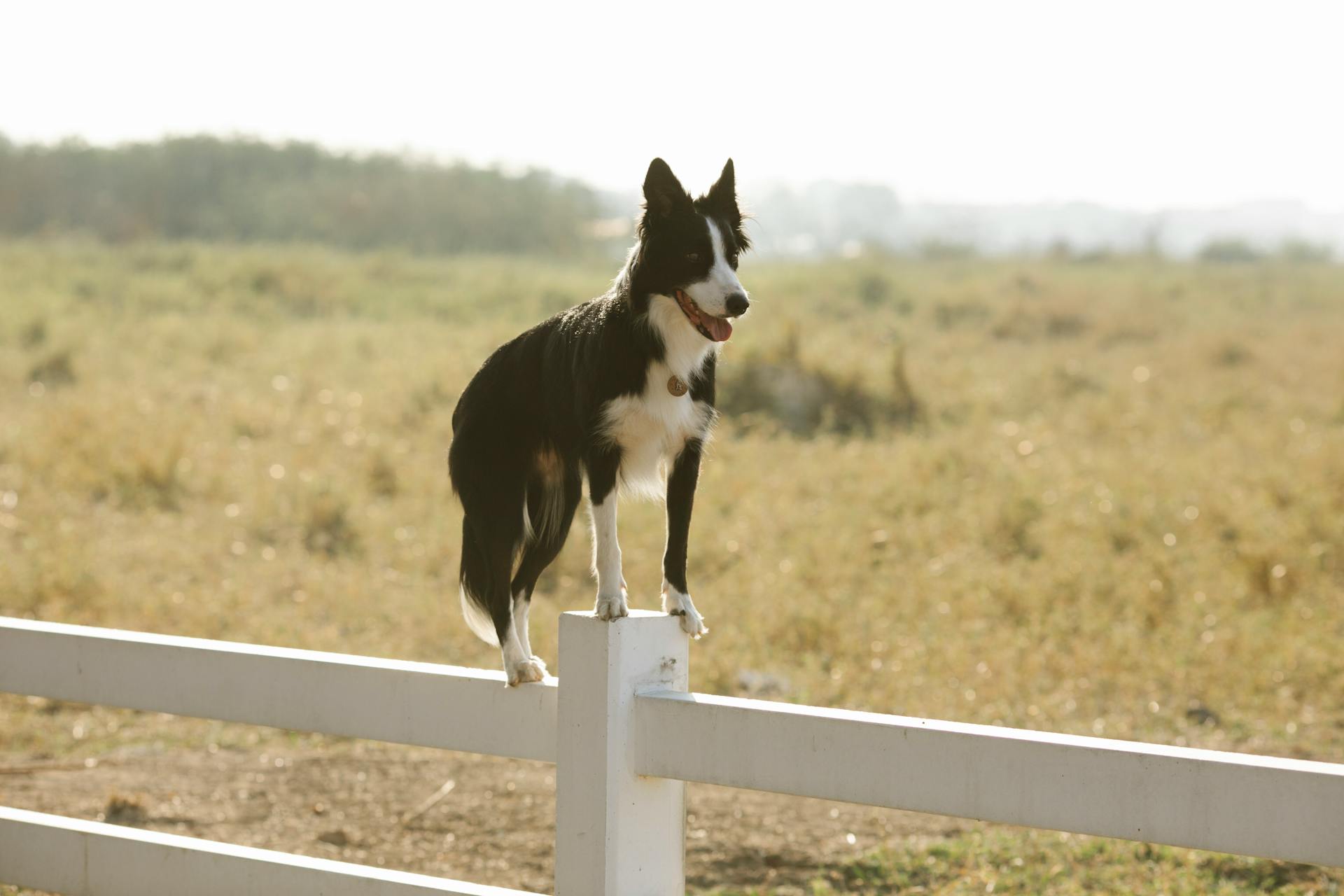 Full length loyal black Border Collie dog standing on enclosure fence in farmland on sunny summer weather