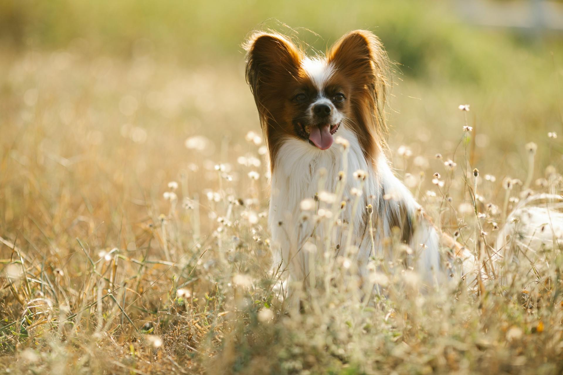 Adorable purebred Papillon dog sitting on grassy lawn in summer nature and looking away with curiosity on sunny weather