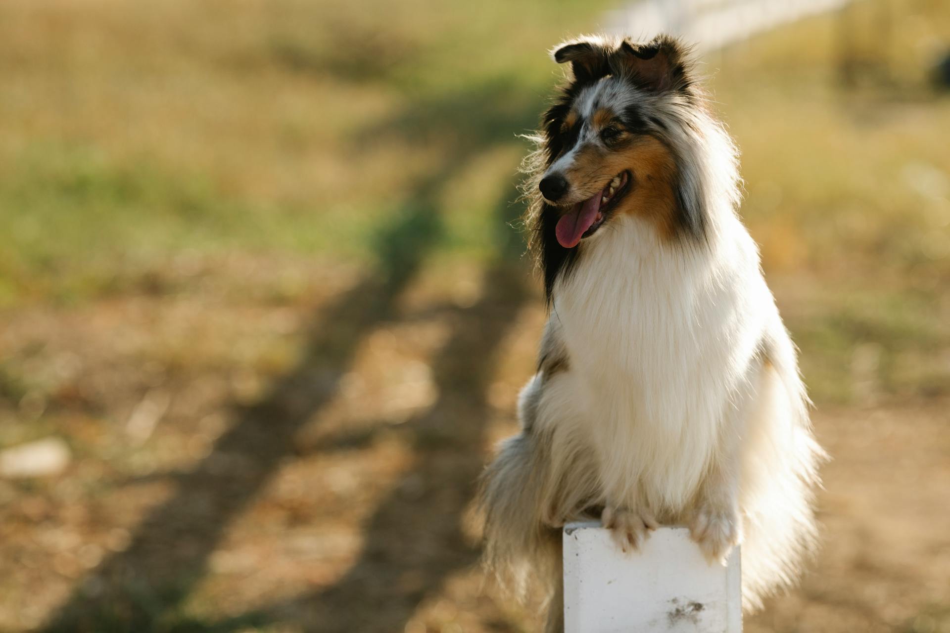 Loyal Rough Collie dog sitting on enclosure fence