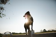 Curious Border Collie dog standing on enclosure fence