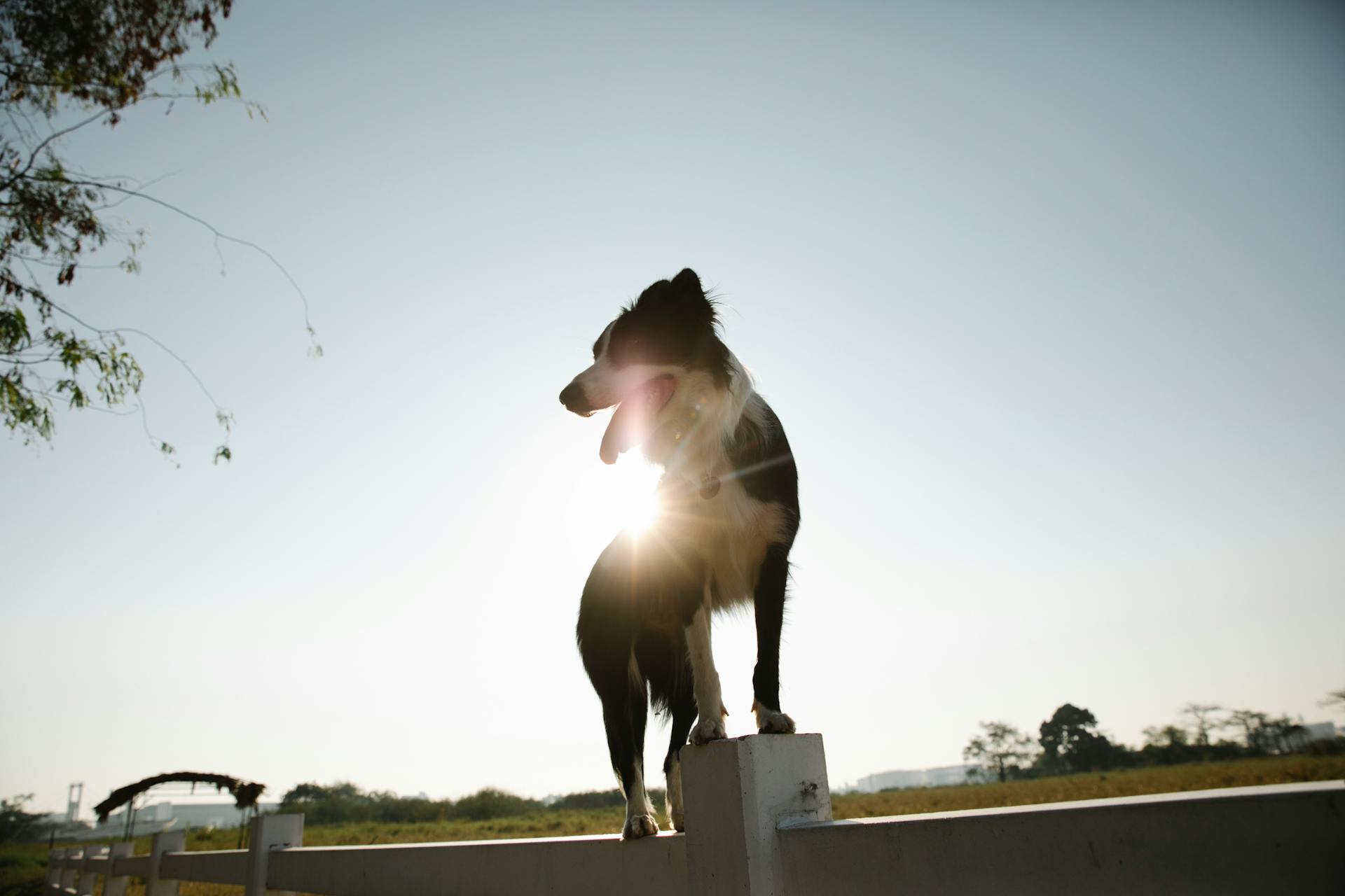 Cute young Border Collie dog standing on wooden enclosure fence in sunny summer farmyard