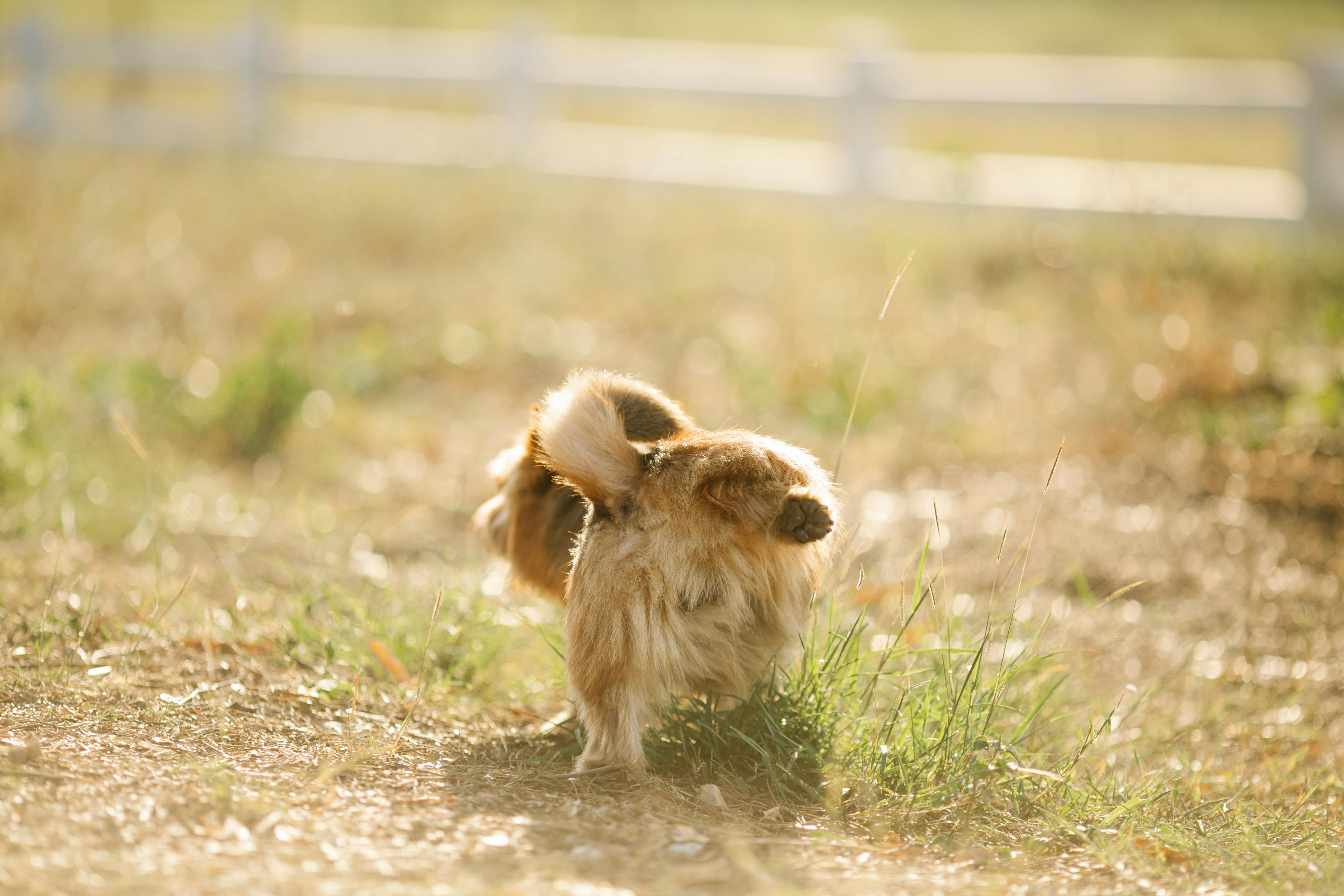 Fluffy dog raising hind paw in enclosure